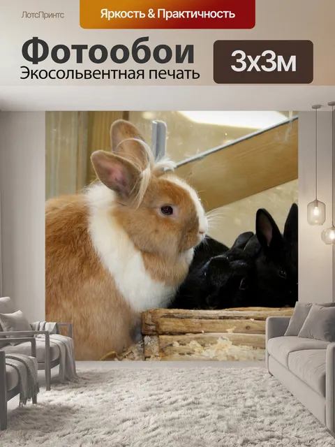 Фотообои Кролик Кролики