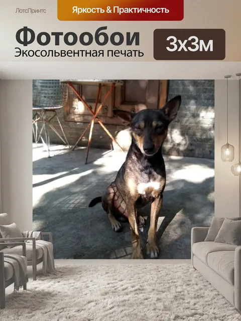 Фотообои Сонная собака, сидящая во дворе
