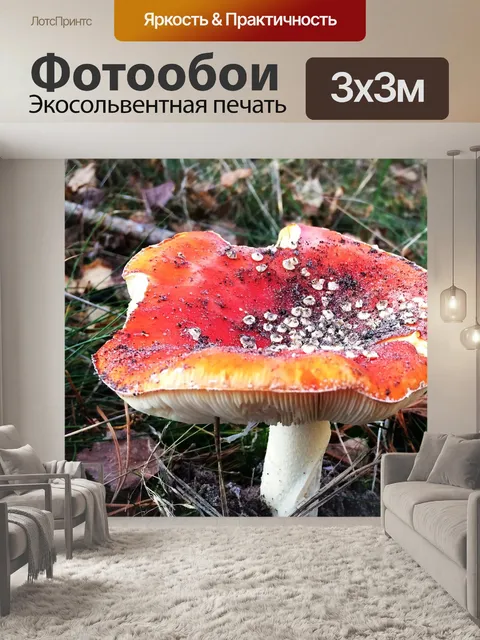Фотообои Гриб