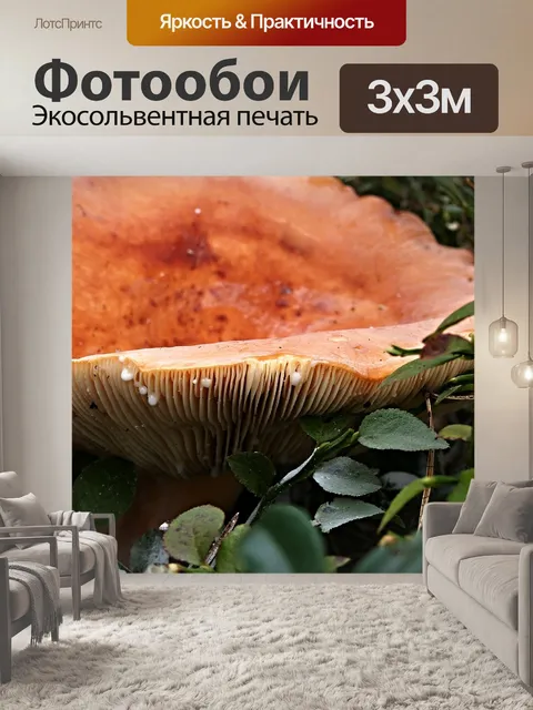 Фотообои Гриб
