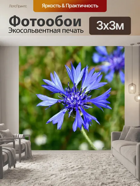 Фотообои Васильковый