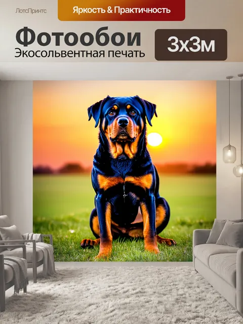 Фотообои ротвейлер, позирующий на фоне красивого заката, с легким ветерком в шерсти