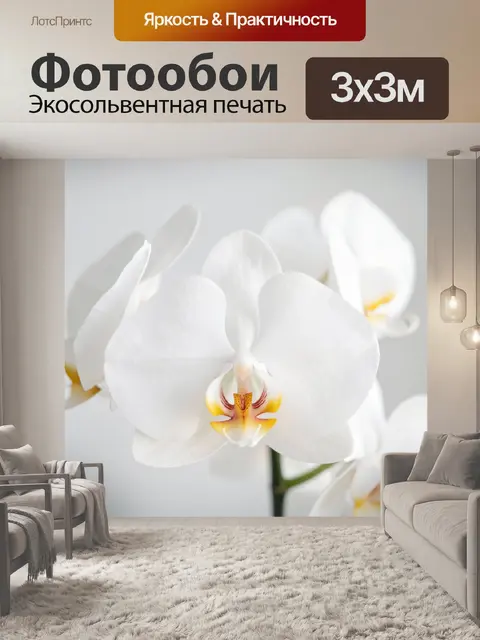 Фотообои Белые орхидеи крупным планом
