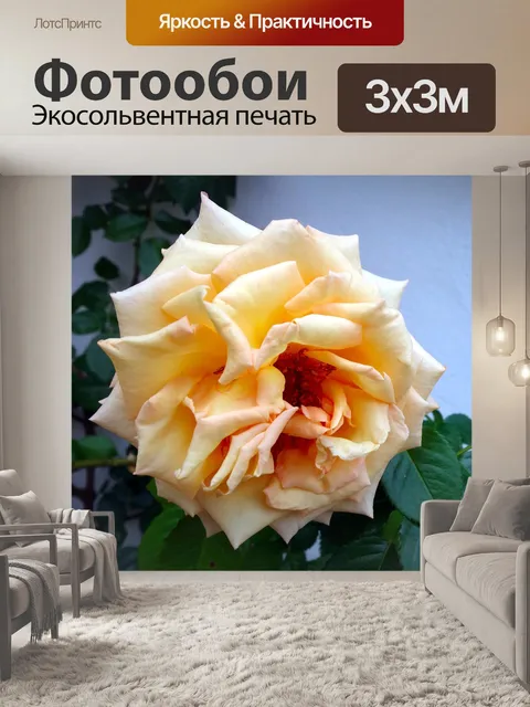 Фотообои Роза