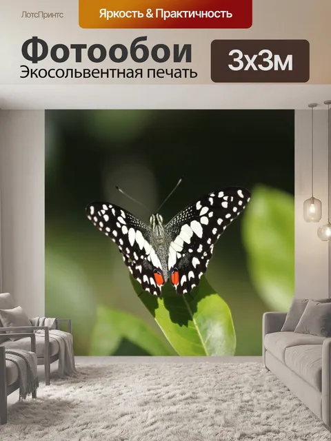 Фотообои Бабочка на листе