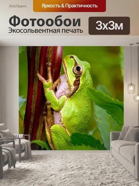 Фотообои Лягушка