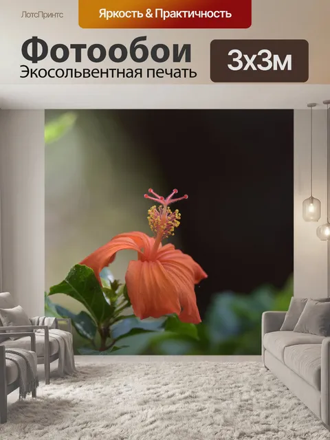 Фотообои Оранжевый цветок гибискуса