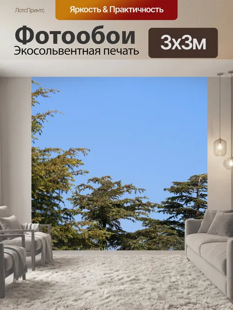 Фотообои хвойные на фоне неба