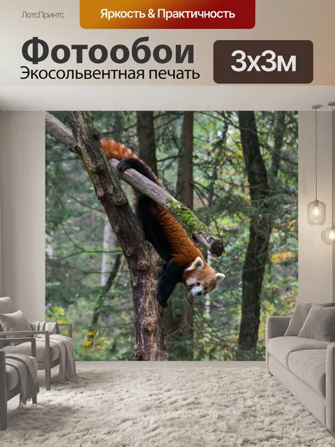 Фотообои Красная панда