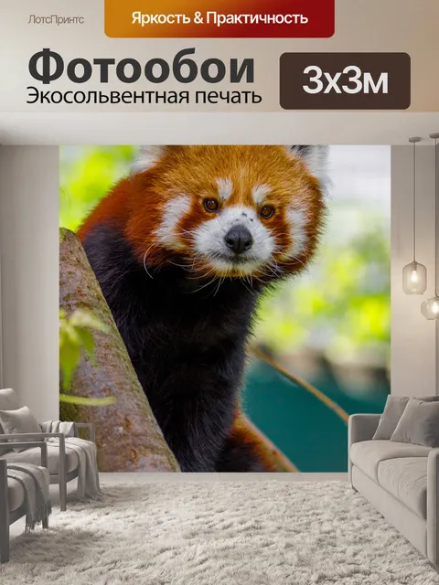Фотообои Красная панда