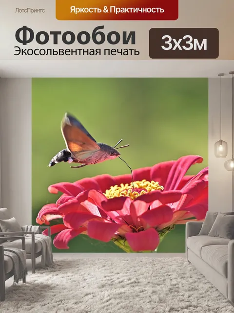 Фотообои Колибри ястреб моли