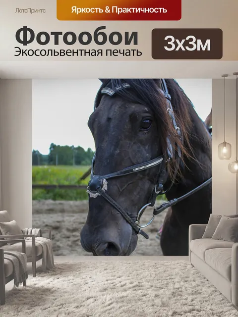 Фотообои Лошадь