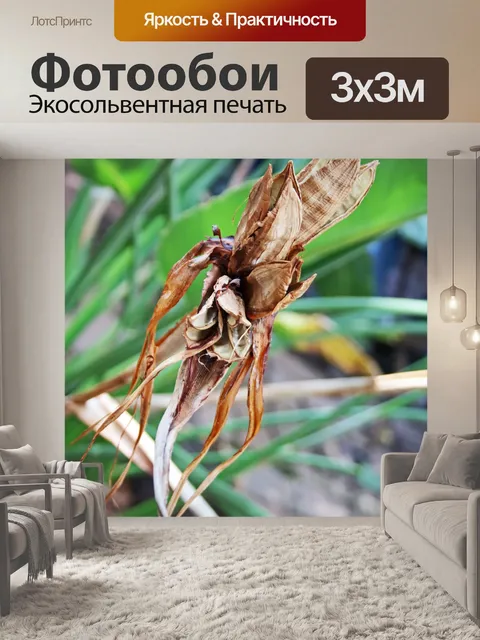 Фотообои сухой мертвый коричневый чашелистик и ле