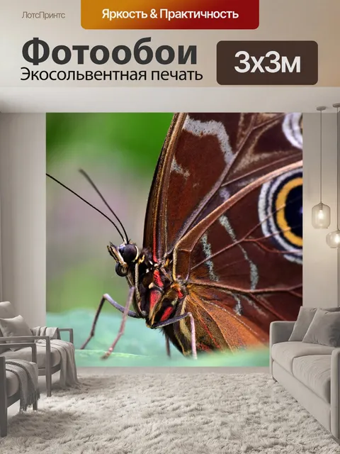 Фотообои Голубая бабочка морфо