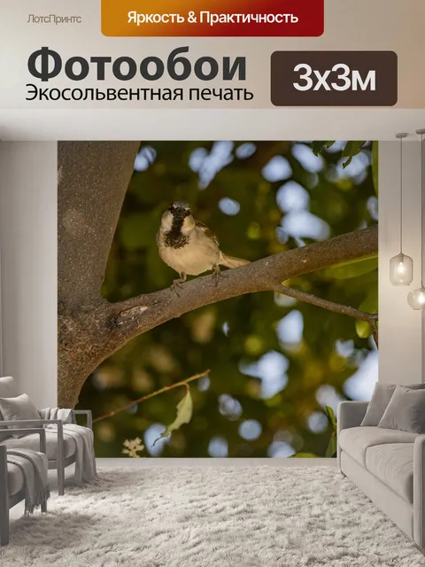 Фотообои Домовой воробей, глядя в камеру