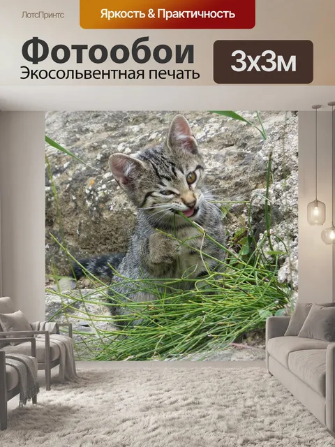 Фотообои Кот