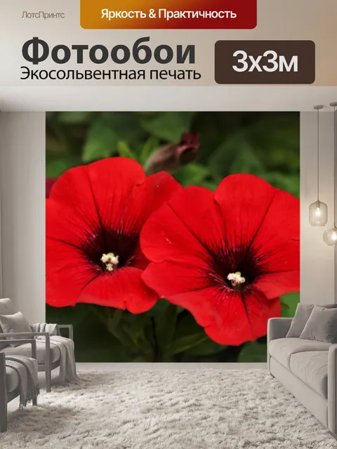 Фотообои Две красные петунии крупным планом