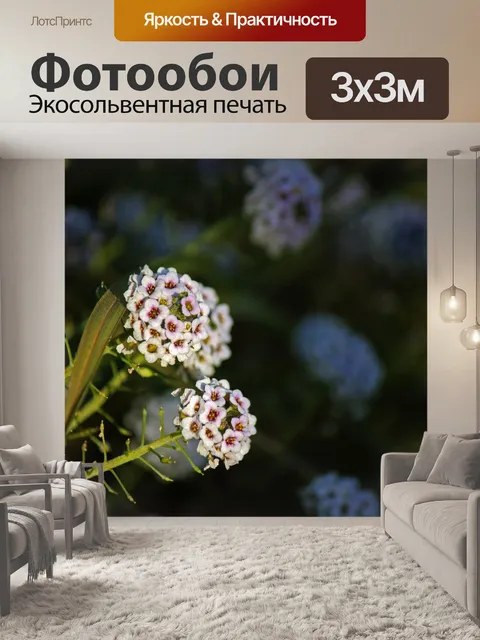 Фотообои цветы аллизума с лиловым оттенком