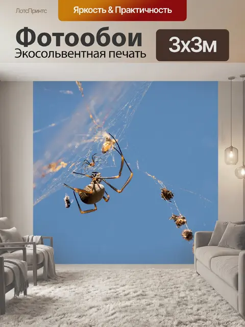 Фотообои Паук