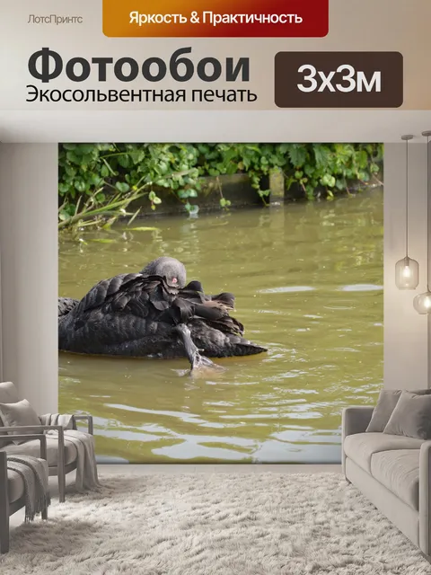 Фотообои Черный лебедь серия 1 водный балет 9