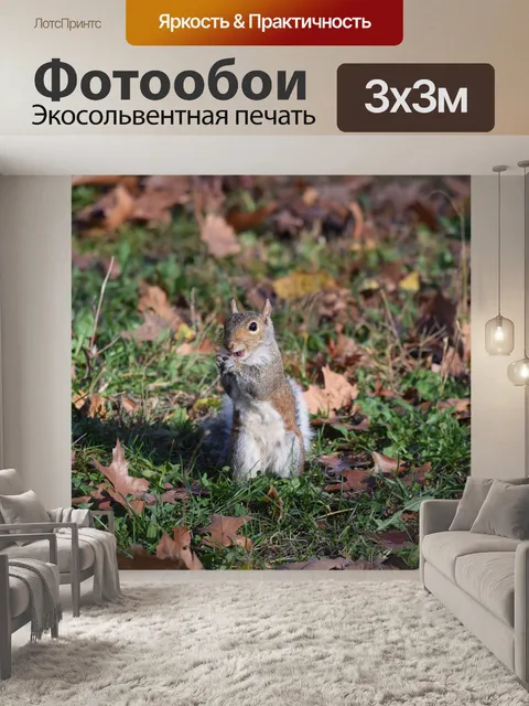 Фотообои Белка
