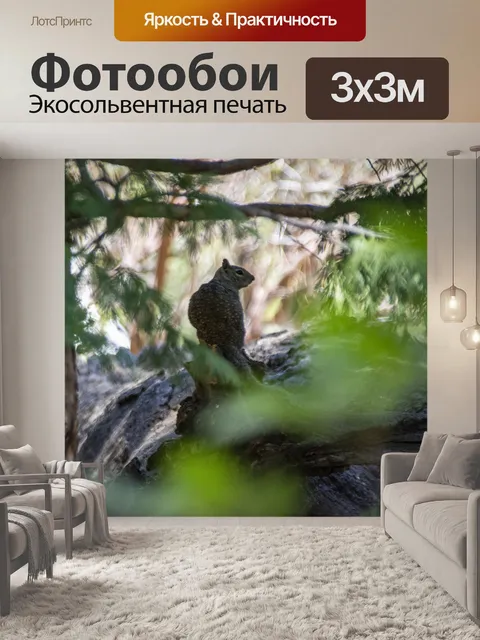 Фотообои белка в лесу