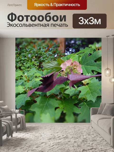 Фотообои Колибри