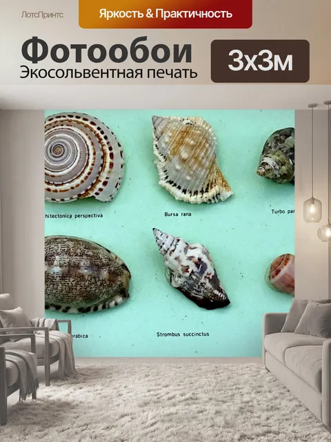 Фотообои Коллекция морских раковин