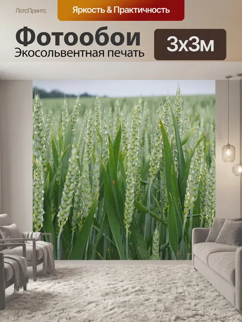 Фотообои Пшеница