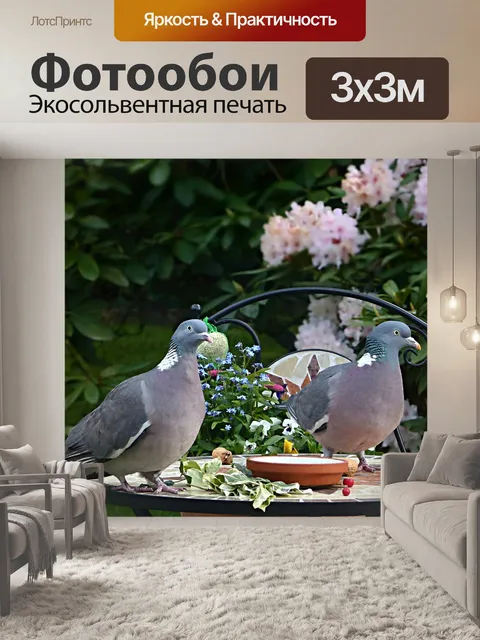 Фотообои Голубь