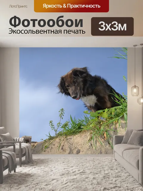 Фотообои Собака
