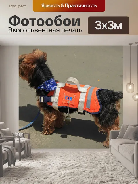 Фотообои Собака
