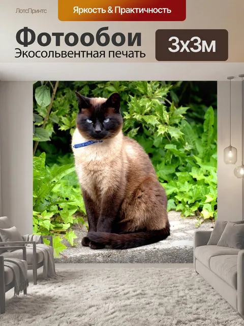 Фотообои Сиамская кошка сидит