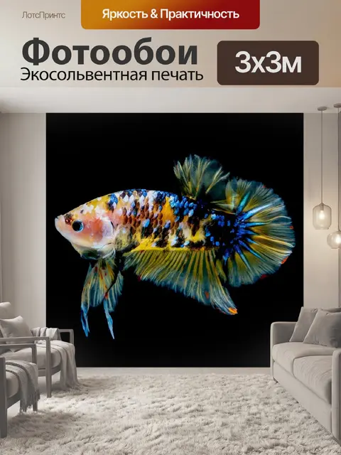 Фотообои Бойцовая рыбка желтый