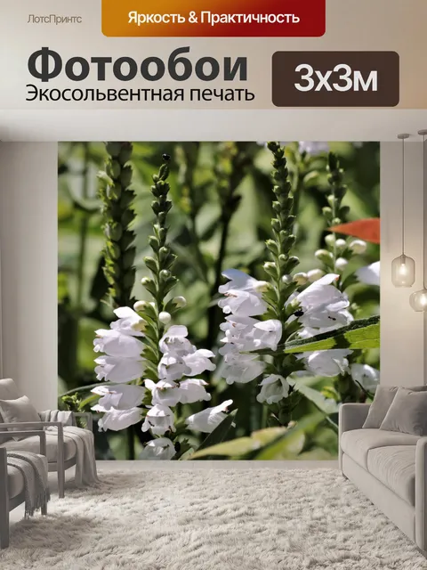 Фотообои Белые цветы Сальвии