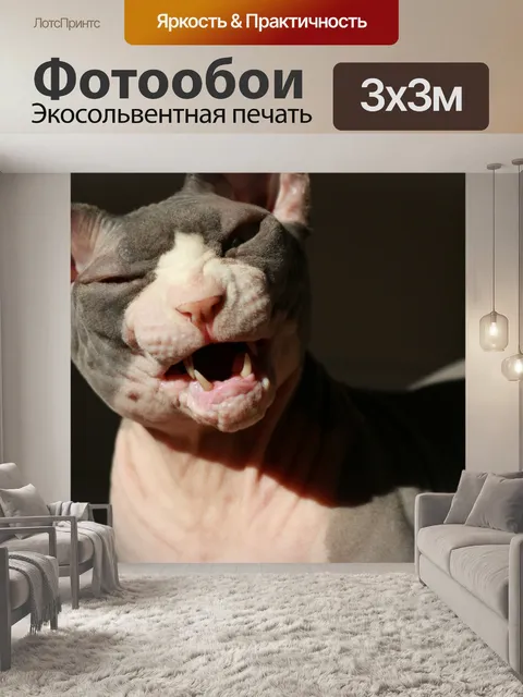 Фотообои Сфинкс кошка половина зевок