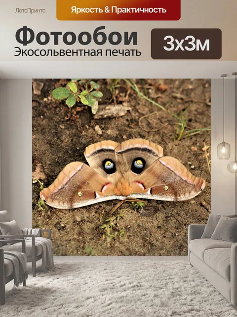 Фотообои Полифемовая моль на земле