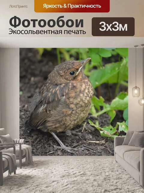 Фотообои Птица, создавая в саду