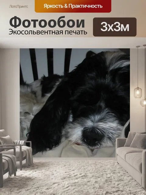 Фотообои спальные спаниель