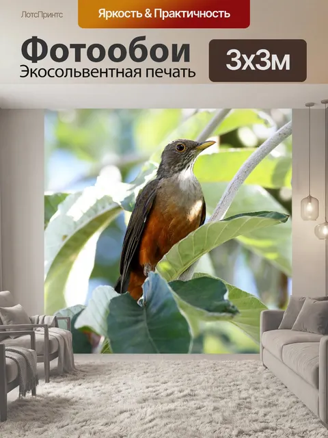 Фотообои Апельсиновый дрозд