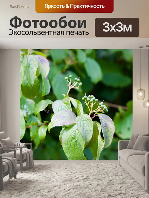 Фотообои Зеленые ягоды