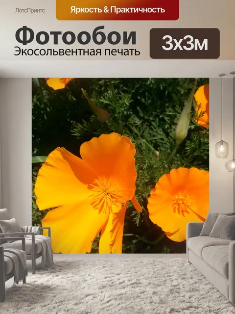 Фотообои Калифорния