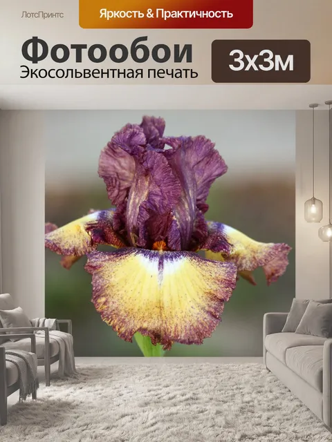 Фотообои Фиолетовый и желтый ирис крупным планом