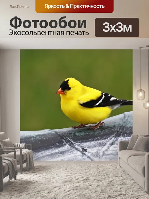Фотообои Американский щегол