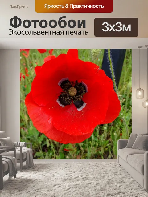 Фотообои Красивый цветок мака