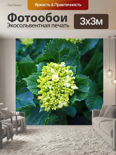 Фотообои новый цветок гортензии