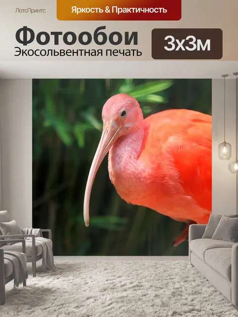 Фотообои Алый ибис