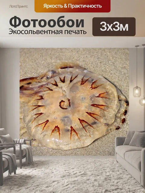 Фотообои Компас медуза