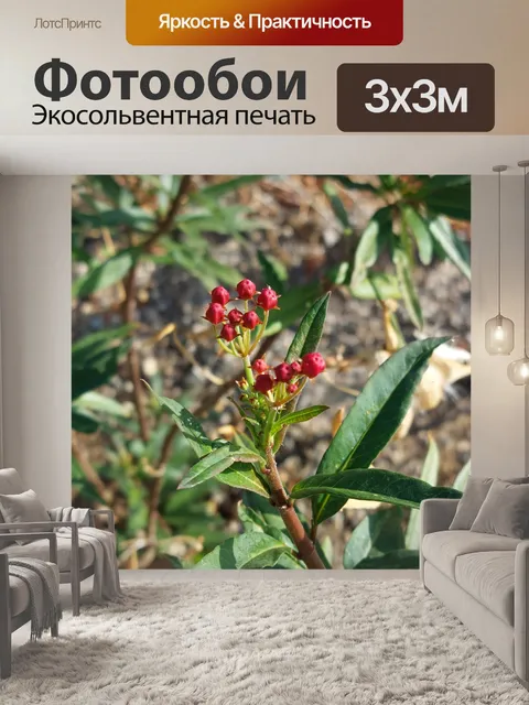 Фотообои Бутоны растений молочая бабочка