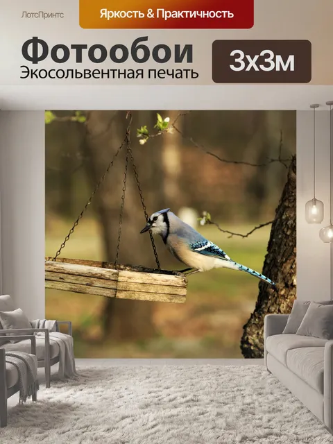 Фотообои Голубая сойка на кормушке